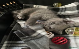 British Shorthair cats for sale: 8 week old British shorthair  - Image 9