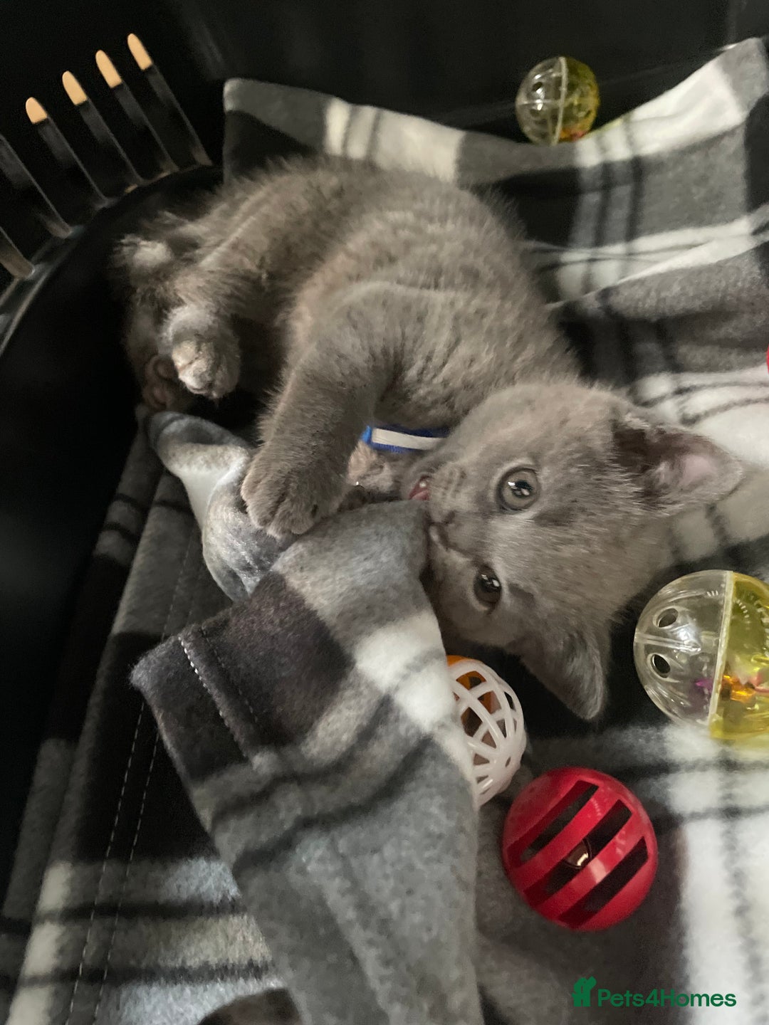 British Shorthair cats for sale: 8 week old British shorthair  - Image 9