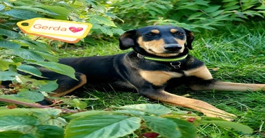 Mixed Breed dogs 💖🐶 GERDA 🐶💖 - Advert 1