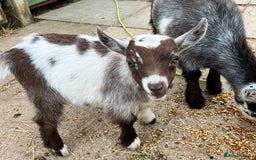 Goats livestock for sale: Gorgeous Chocolate & White Female Baby Pigmy - Image 13