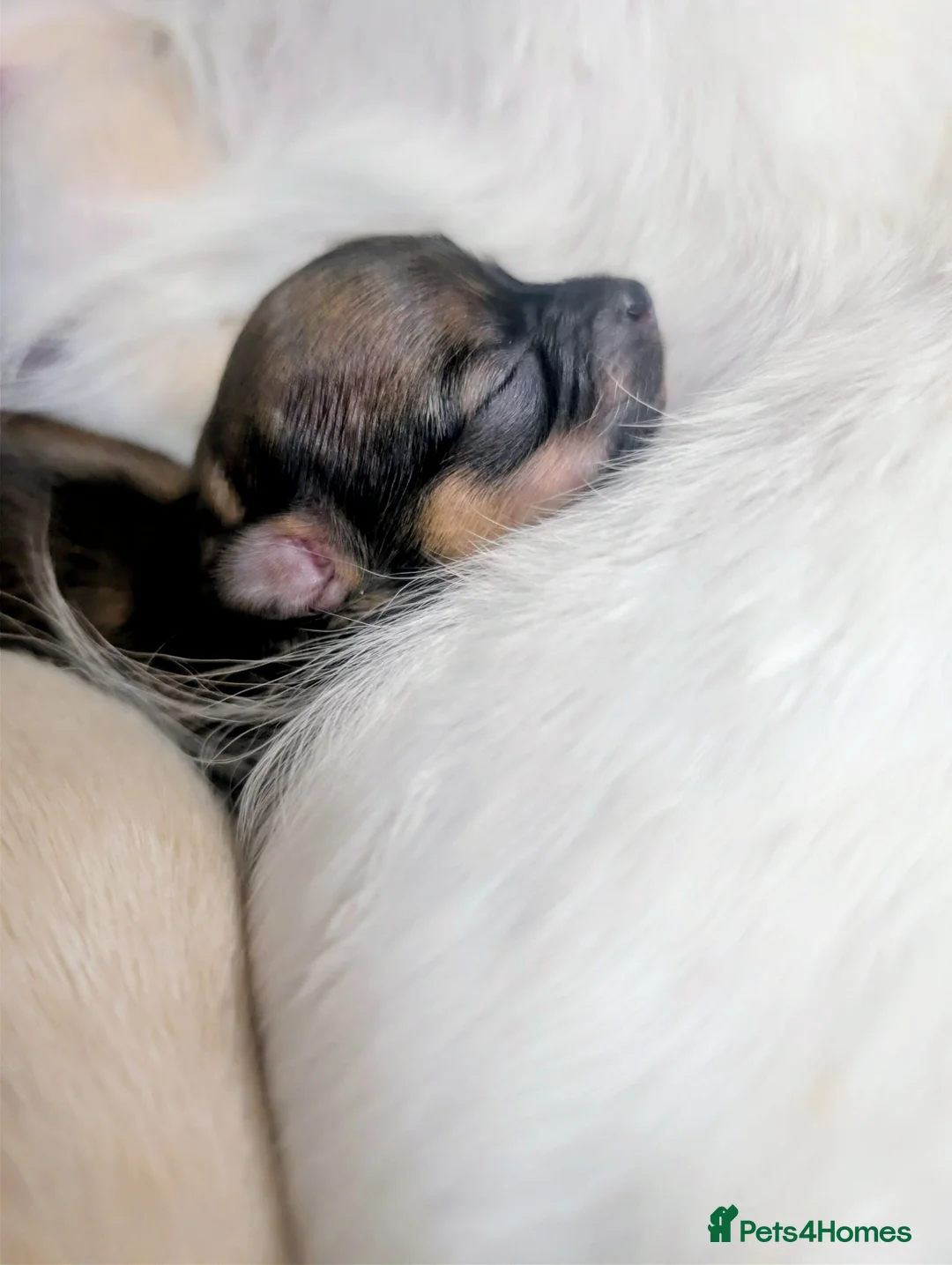 Chihuahua dogs for sale:  3 ABSOLUTELY GORGEOUS CHIHUAHUA PUPPIES FOR SALE - Advert 37