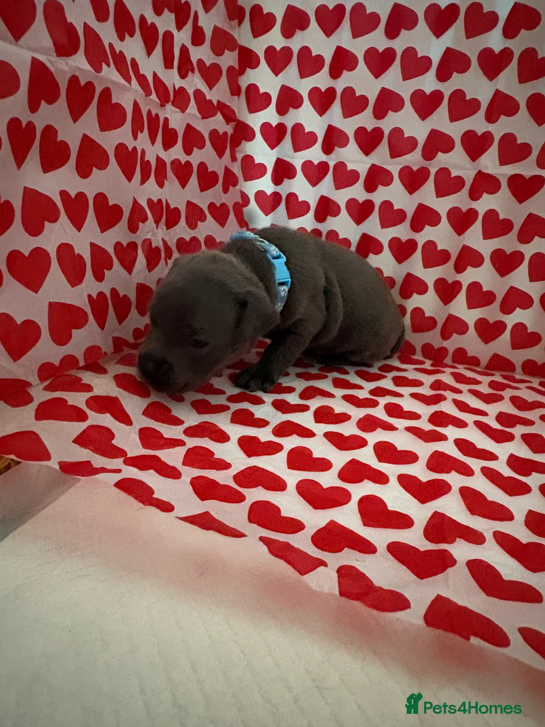 Staffordshire Bull Terrier dogs for sale: Blue staffy puppies, kent - Advert 23