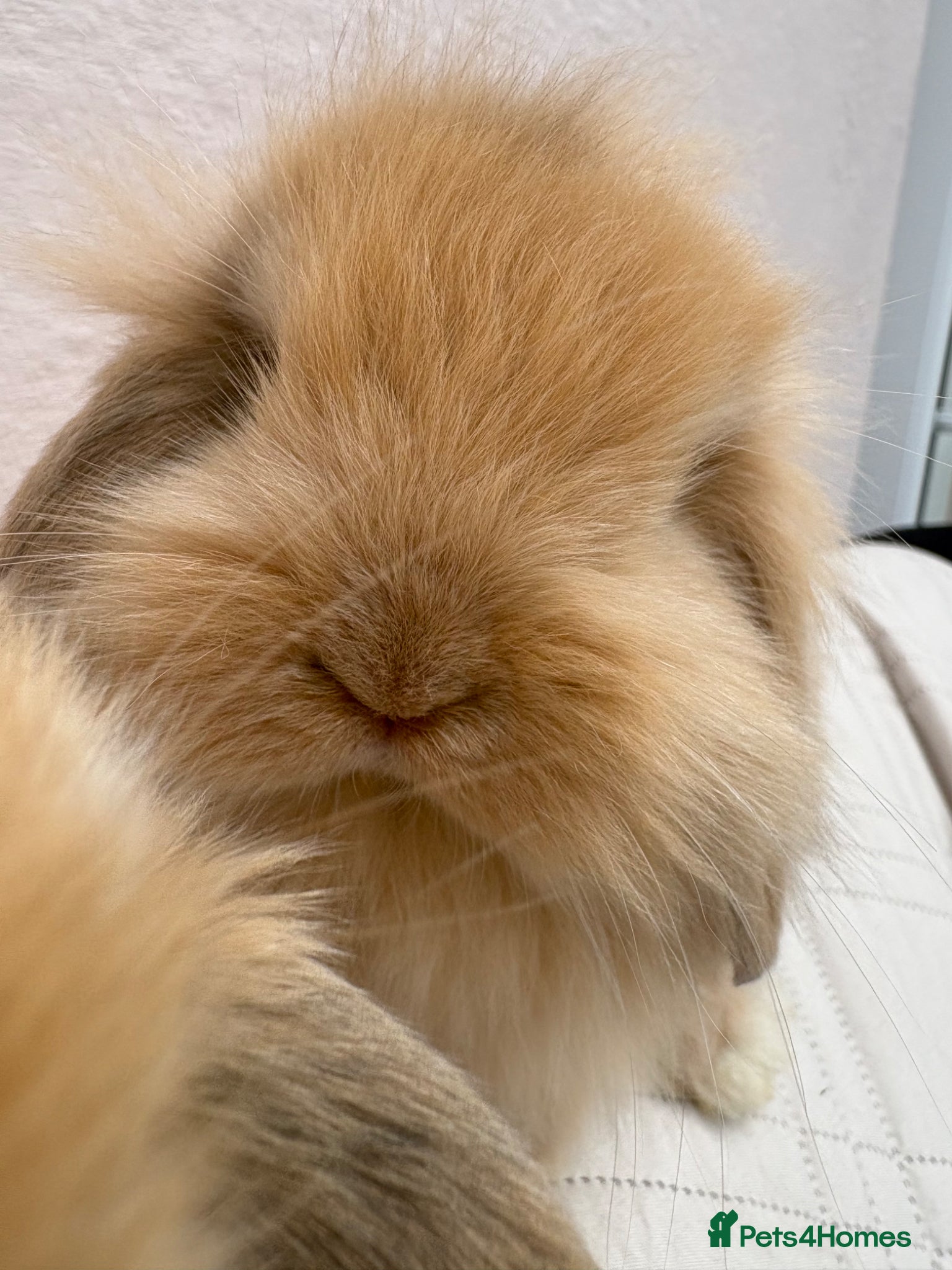 Mini Lop rabbits Raised indoors Mini lops/lion lops-vaccinated  - Advert 1