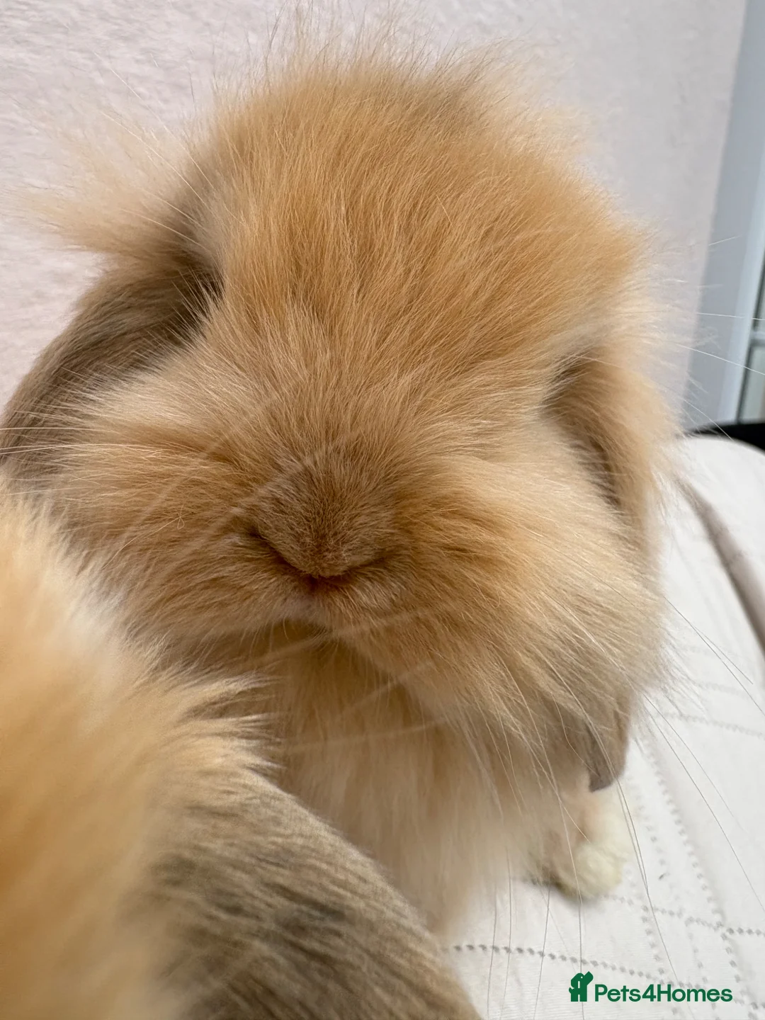 Mini Lop rabbits for sale: Raised indoors Mini lops/lion lops-vaccinated  - Advert 1