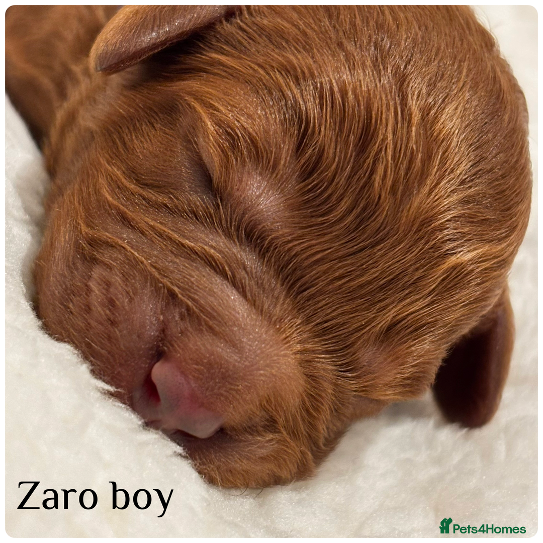 Cavapoo dogs for sale: Beautiful litter of F1 Cavapoo puppies  - Advert 13