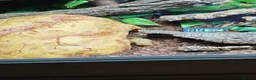 Python Snake reptiles for sale: Royal Python & Viv for sale in Middlesbrough - Advert 4