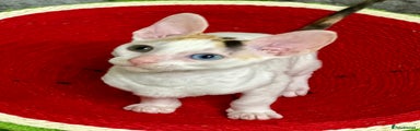 Cornish Rex Kitten 3