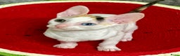 Cornish Rex cats for sale: 🌟Cornish Rex Kittens — Blue Eyes, Champion Line🌟 - Advert 14