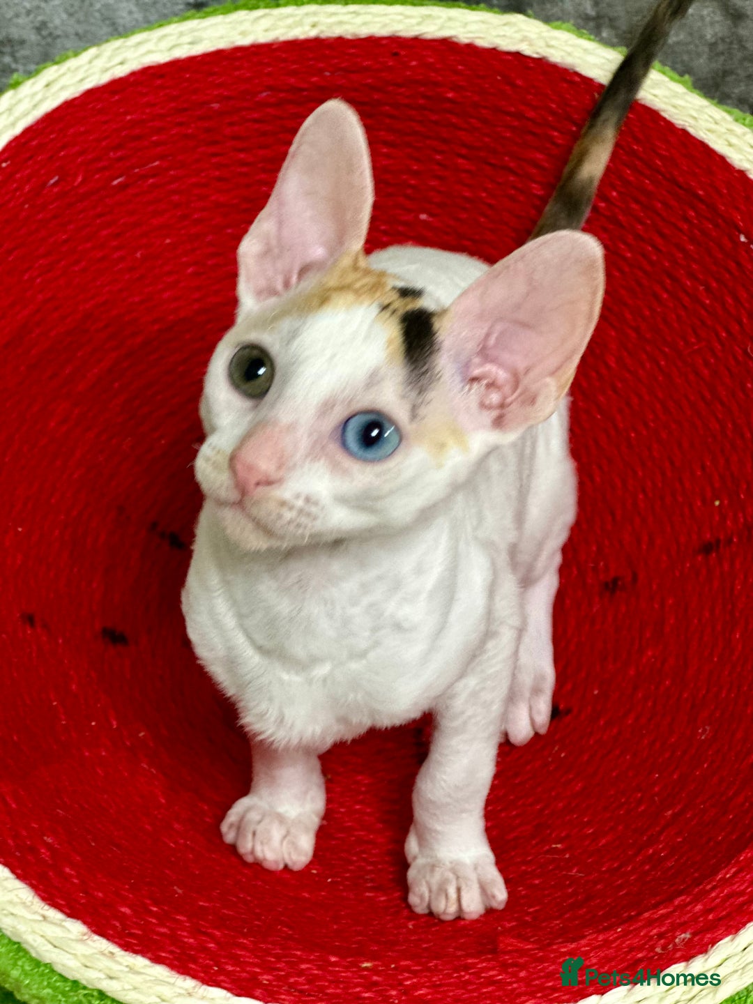 Cornish Rex cats for sale: 🌟Cornish Rex Kittens — Blue Eyes, Champion Line🌟 - Advert 14