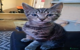 York Chocolate cats for sale: Very cute cats who needs to go to home! - Image 9