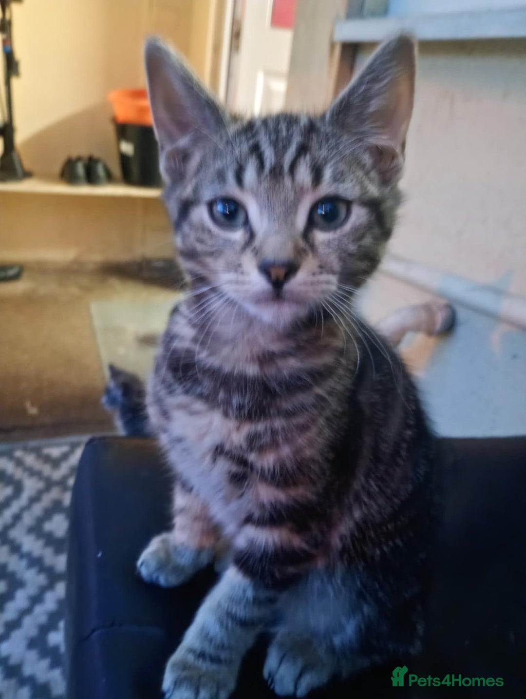 York Chocolate cats for sale: Very cute cats who needs to go to home! - Image 9
