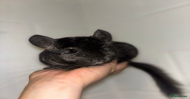 Chinchilla rodents - Advert 4