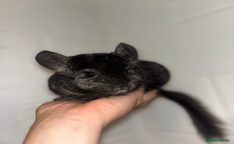 Chinchilla rodents - Advert 1