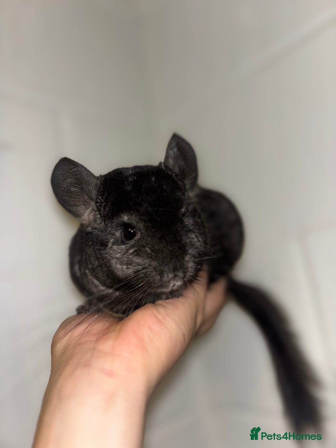 Chinchilla rodents for sale: Cuddly Baby Chinchillas!  - Image 3