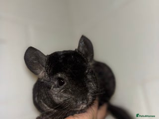 Chinchilla rodents - Advert 8