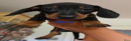 Miniature Dachshund dogs for sale: BLACK/TAN Adorable dachshund puppies for sale😍 - Advert 21