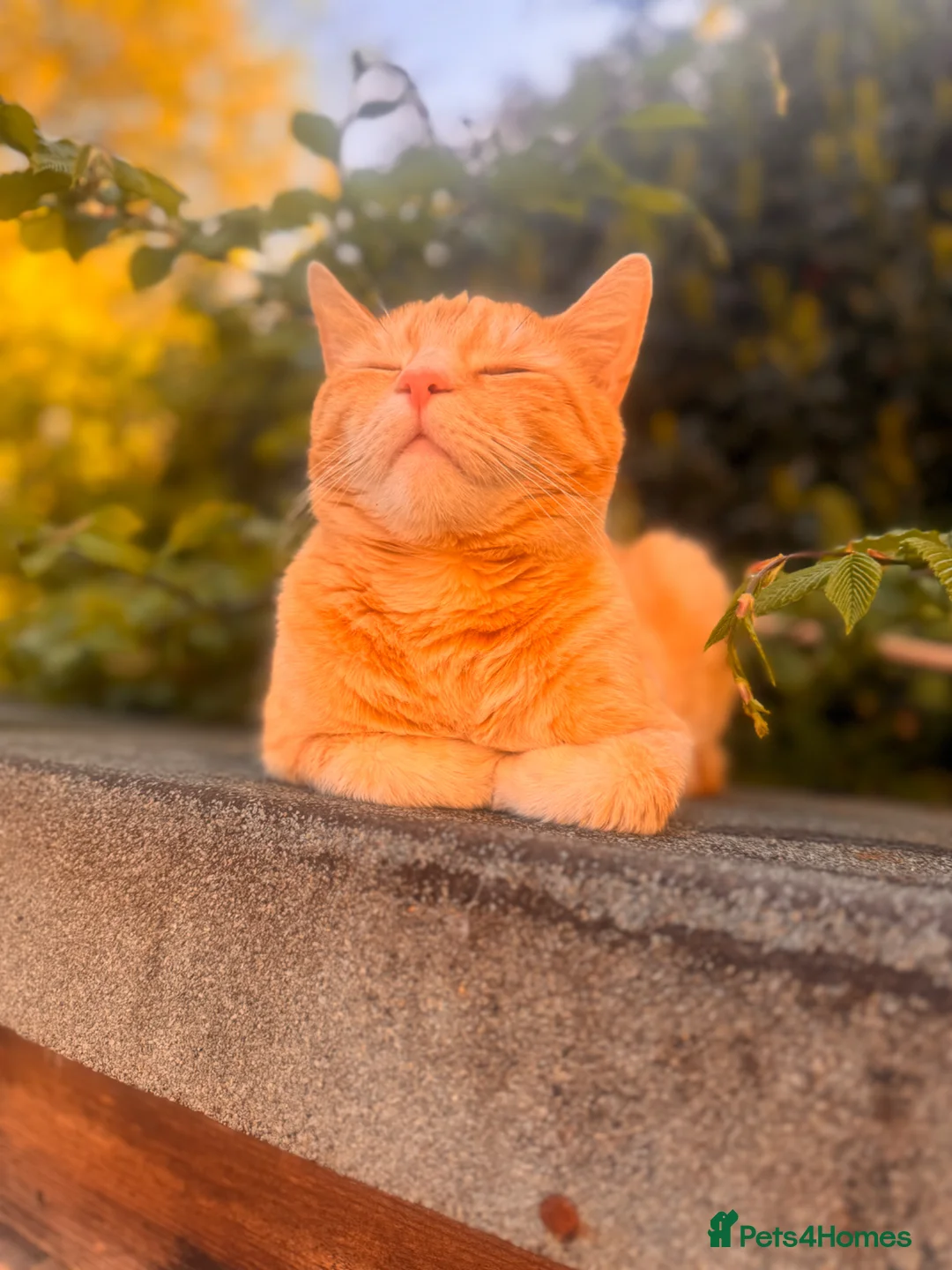 Mixed Breed cats for sale: Mother and son cats  - Advert 2