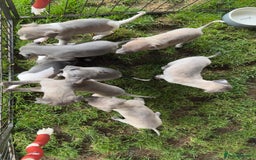 Whippet dogs for sale: OUTSTANDING PRESTIGIOUS LAGUNA BLUE WHIPPETS! KC - Image 6