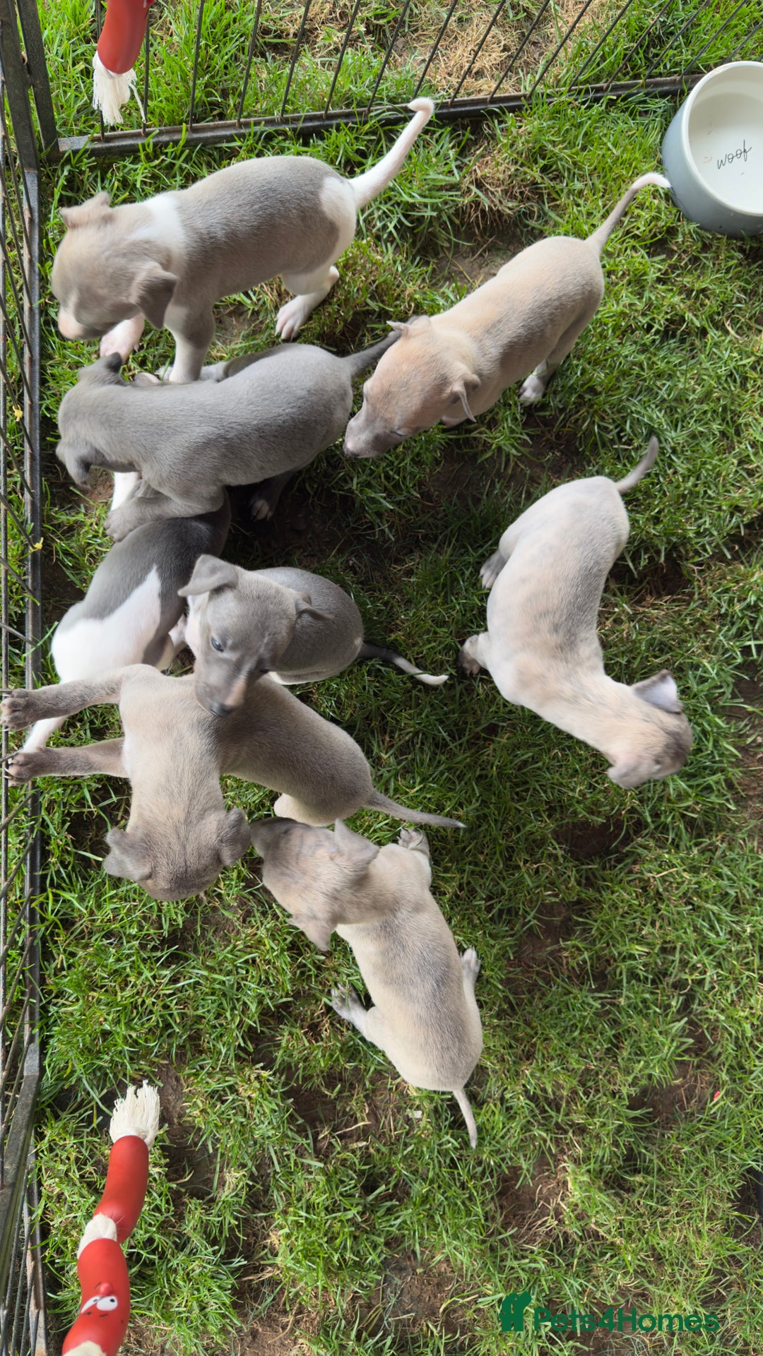 Whippet dogs for sale: OUTSTANDING PRESTIGIOUS LAGUNA BLUE WHIPPETS! KC - Image 6