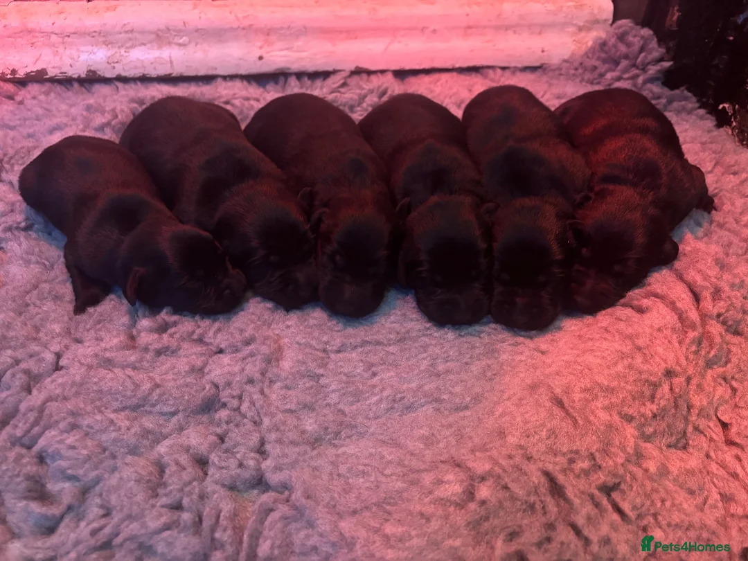 Labrador Retriever dogs for sale: *Stunning Labrador puppies* - Advert 1