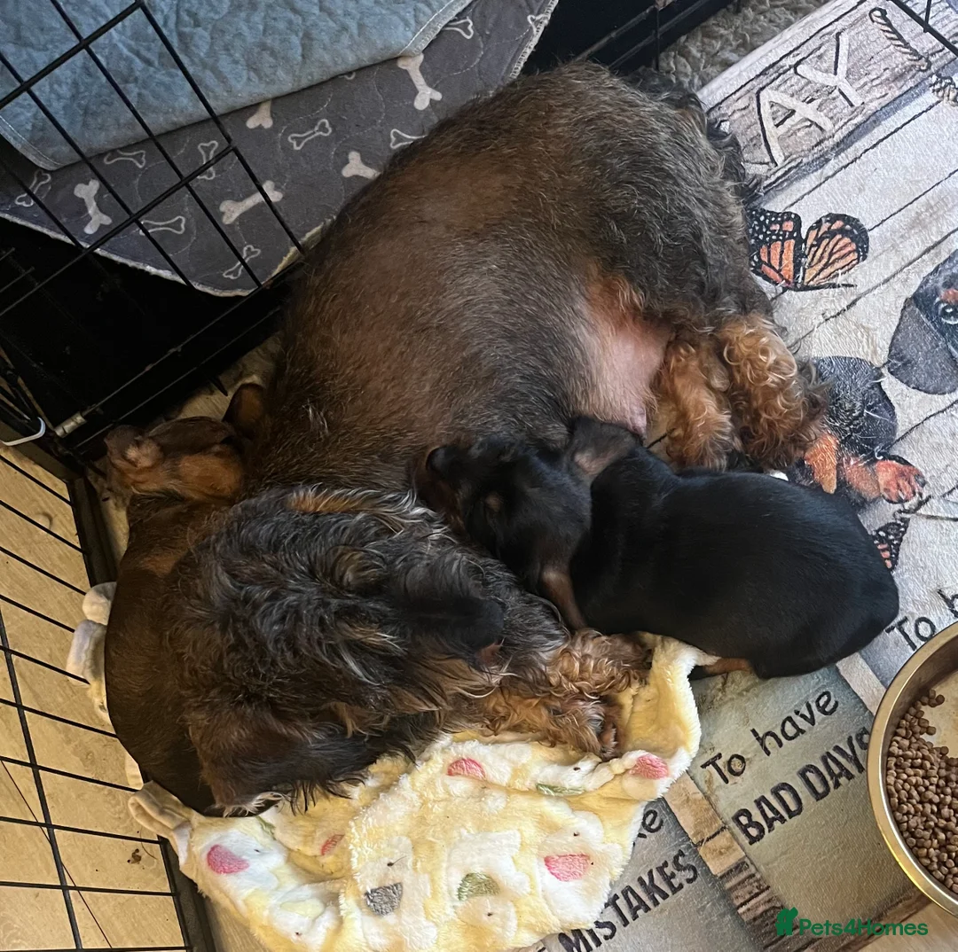 Miniature Dachshund dogs for sale: Miniature Wire/smooth (Dachshund)Pin wire in coat - Advert 7