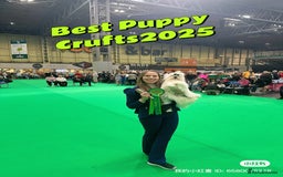 Maltese dogs for sale: Emperatrice Maltese-Korean Line Show Maltese KC Re - Image 16