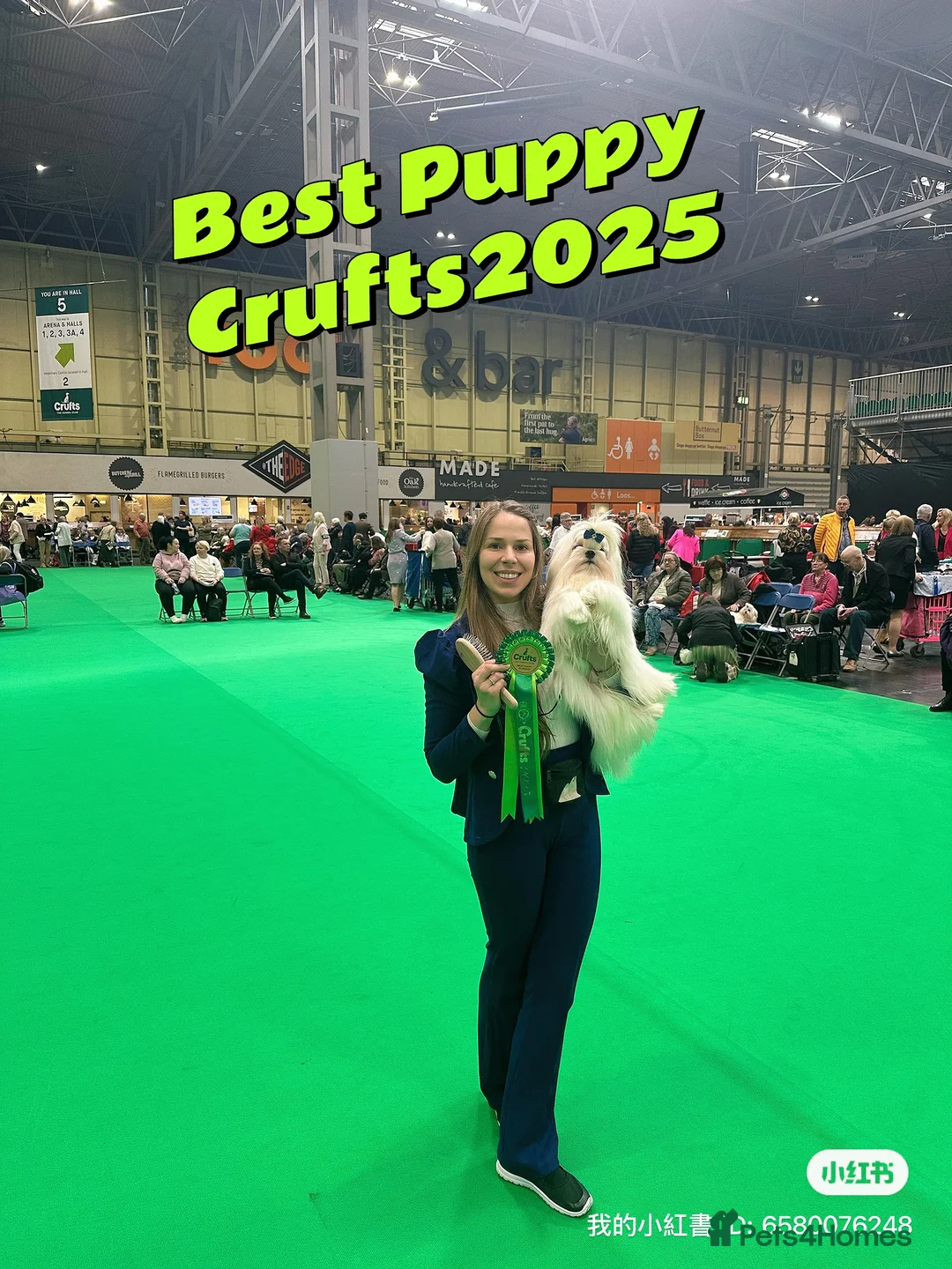 Maltese dogs for sale: Emperatrice Maltese-Korean Line Show Maltese KC Re - Advert 7