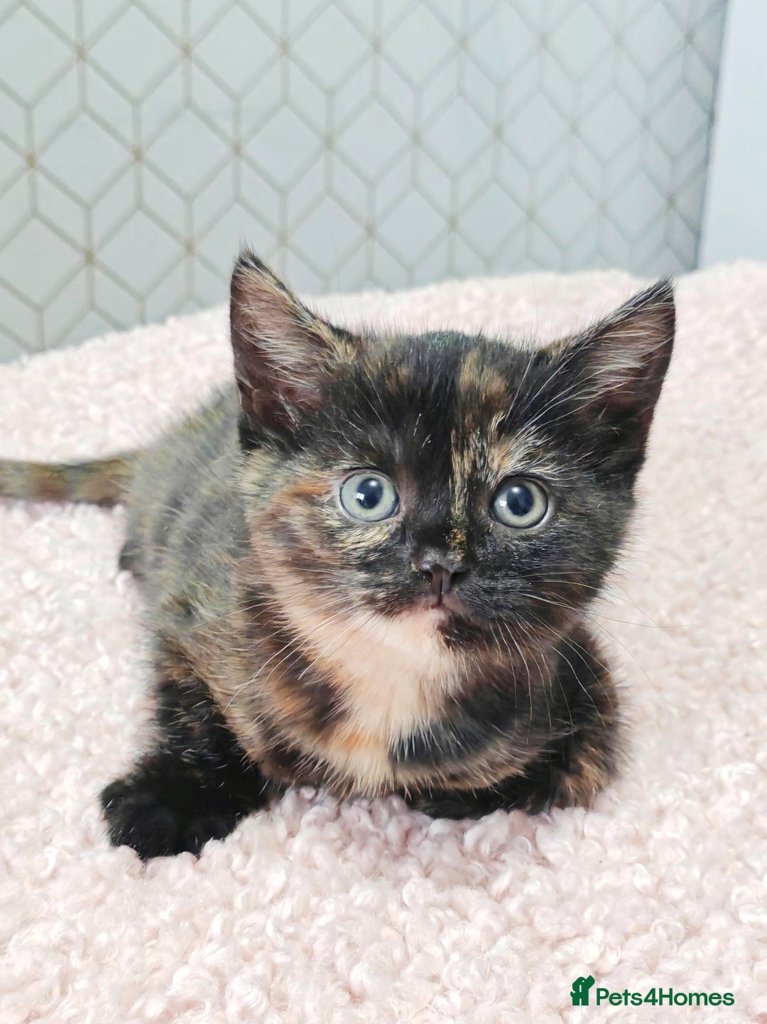 Mixed Breed cats for sale: British Shorthair Mix kittens - Ready Now - Advert 27