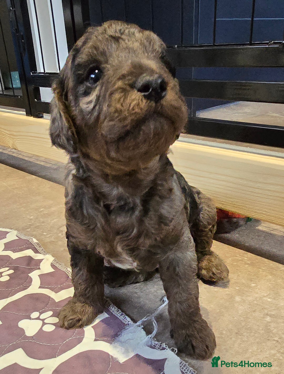 Cavapoo dogs for sale: Cavapoo puppies extensive health tested - Advert 9