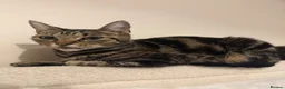 Mixed Breed cats for sale: 5 mixed kittens for sale  in Wallasey - Advert 30