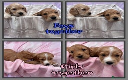Cocker Spaniel dogs for sale: 5 beautiful show cocker spaniel puppies  - Image 1