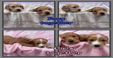 Cocker Spaniel dogs - Advert 2