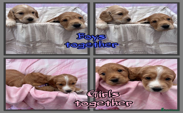 Cocker Spaniel dogs - Advert 9