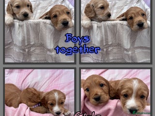 Cocker Spaniel dogs - Advert 4