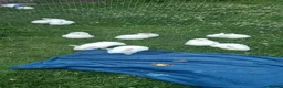 New Zealand rabbits for sale: New Zealand white kits for sale  in Wallington - Advert 12