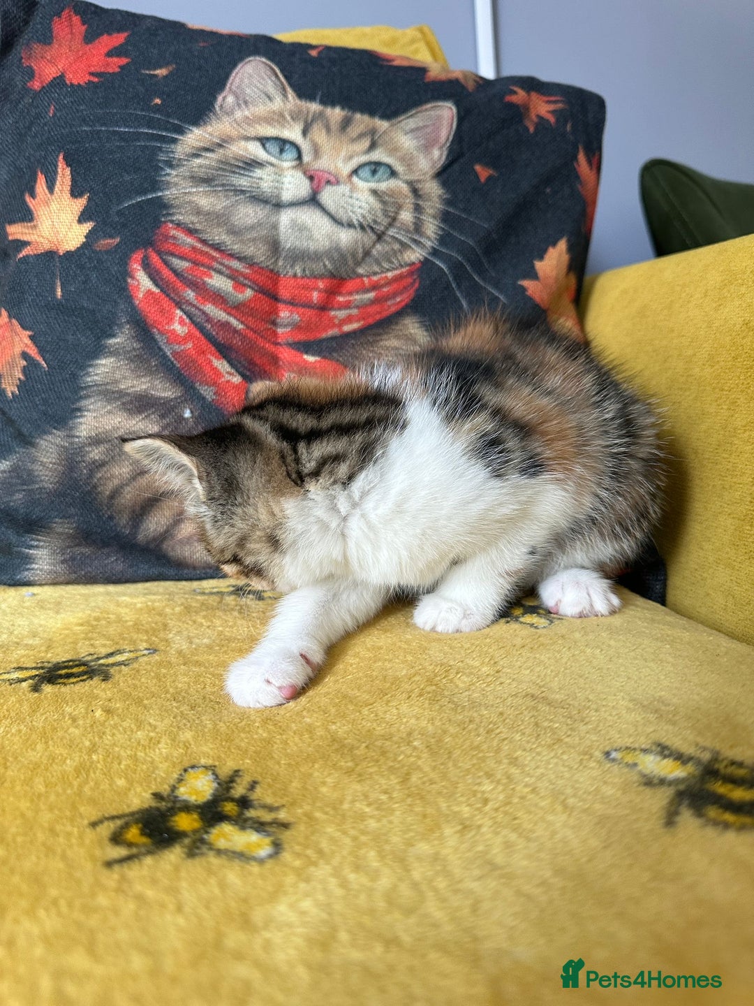 Mixed Breed cats for sale: Kittens for sale - Image 8