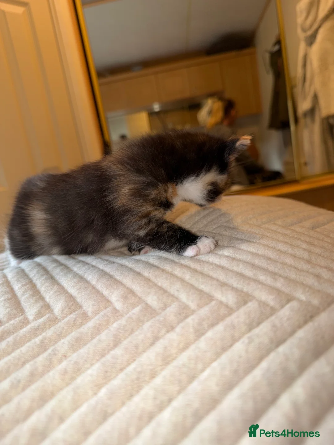 British Shorthair cats for sale: Kittens  in Congleton - Advert 2