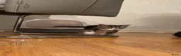 British Longhair cats for sale: New home for little boy - Advert 3