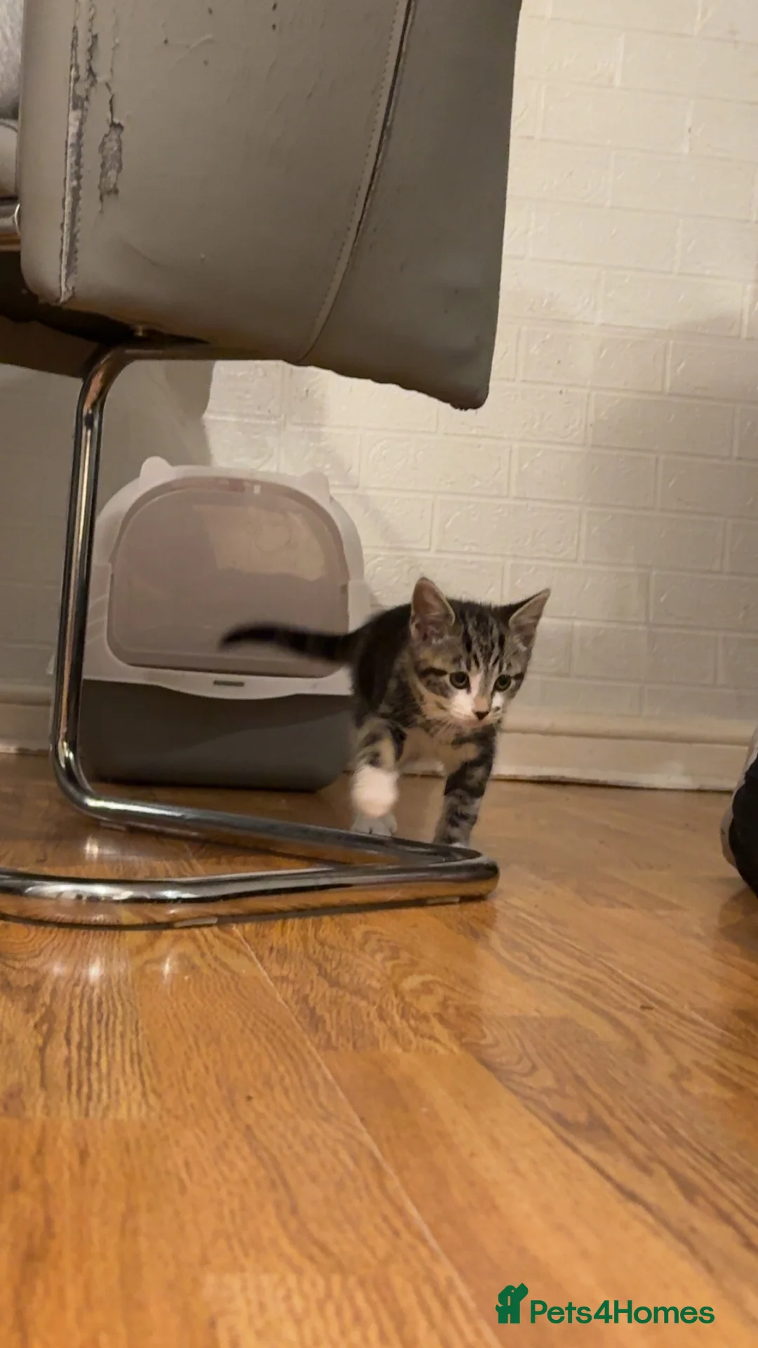 British Longhair cats for sale: New home for little boy - Advert 3