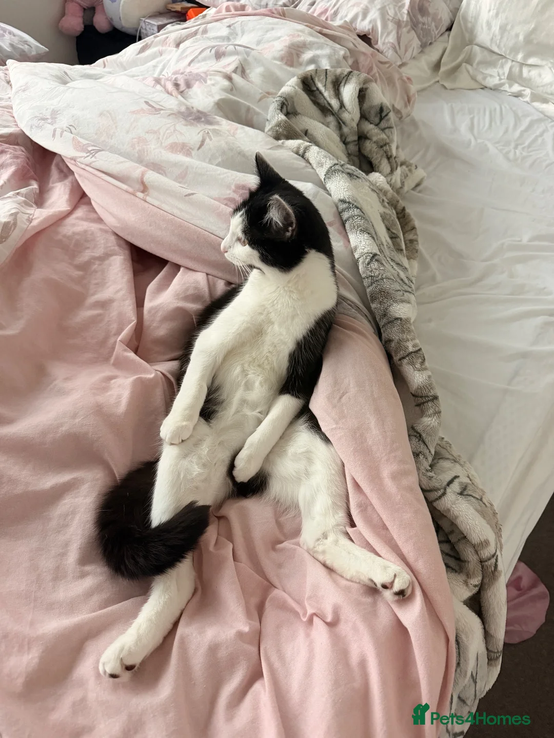 British Shorthair cats for sale: British short hair  in Manchester - Advert 2
