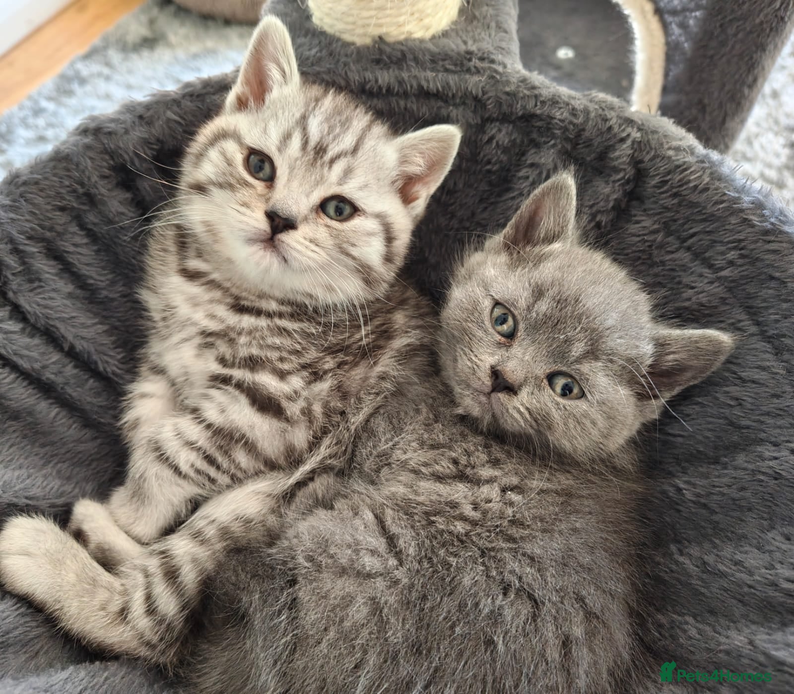 British Shorthair cats 8 BRITISH SHORTHAIR KITTENS GCCF REGISTERED  - Advert 1