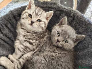 British Shorthair cats 8 BRITISH SHORTHAIR KITTENS GCCF REGISTERED - Advert 1