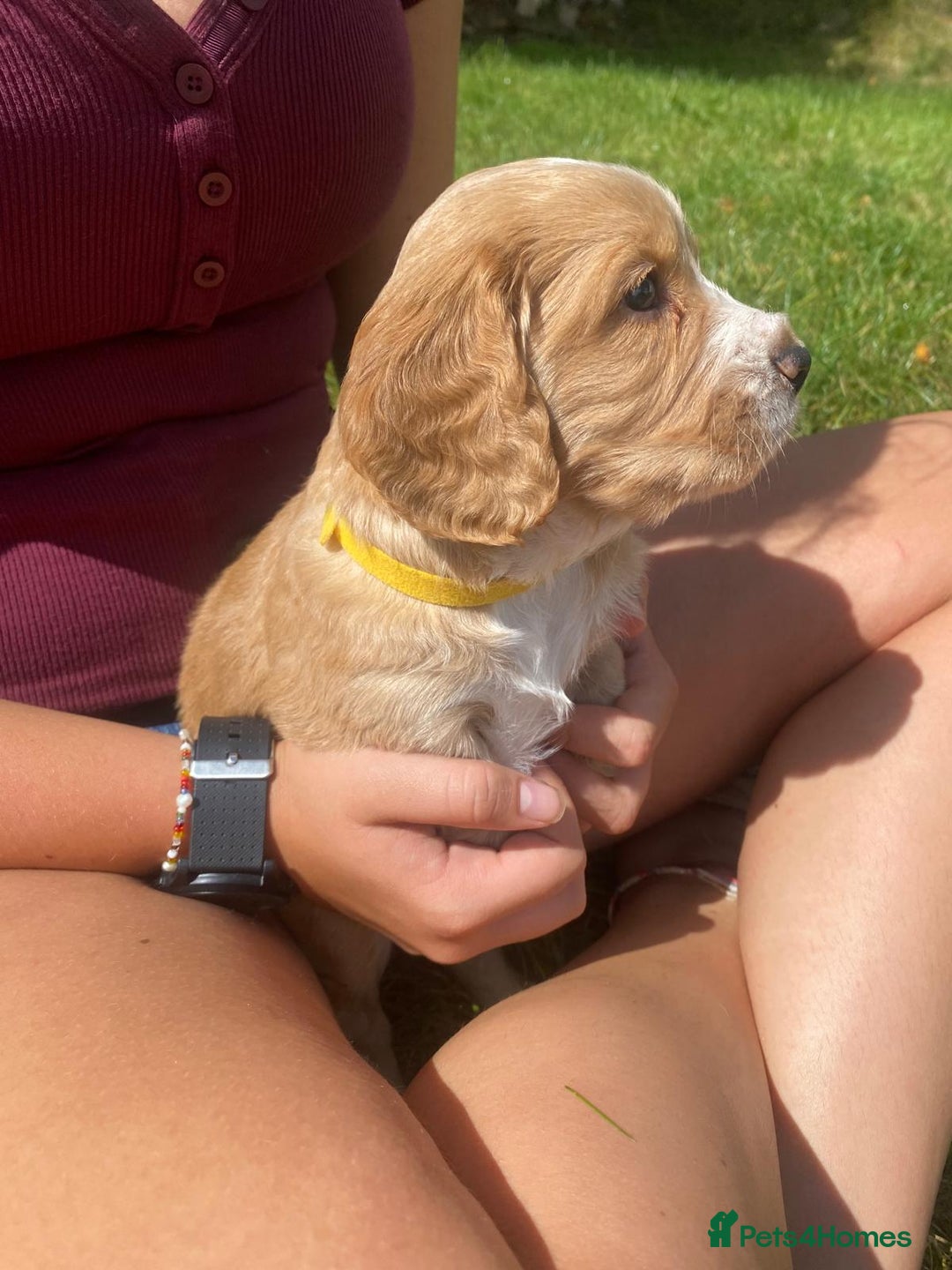 Cocker Spaniel dogs for sale: Golden & Red Working Cocker Spaniel Puppies - Image 33