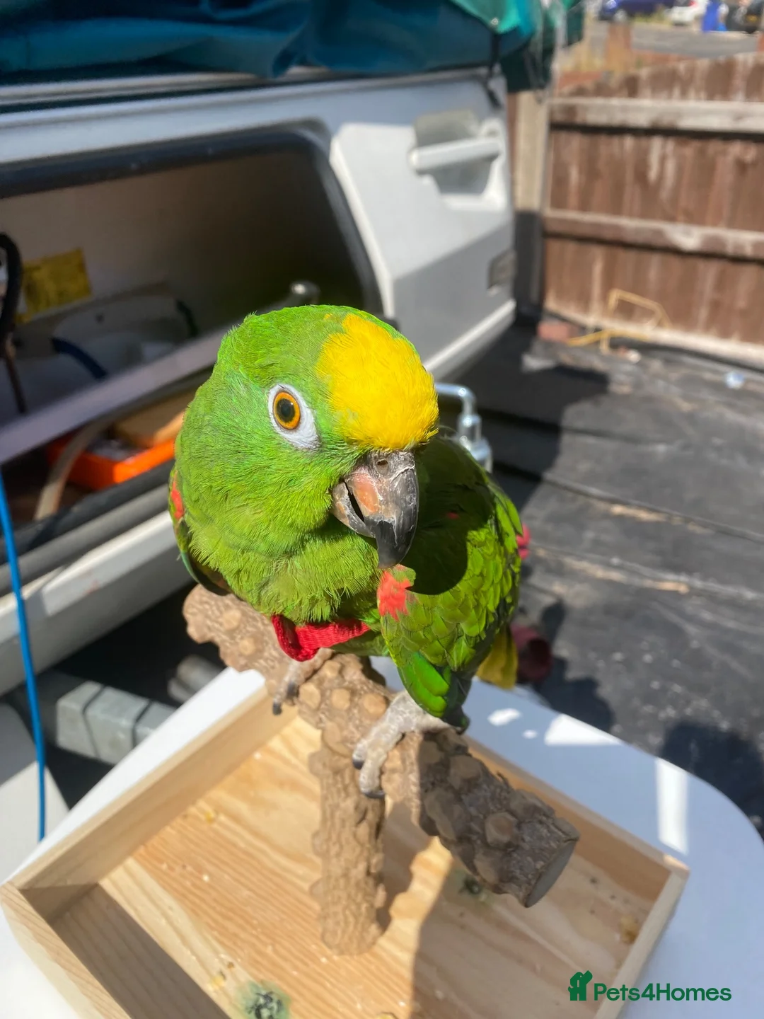 Parrots birds for sale: Amazon parrot  - Advert 1