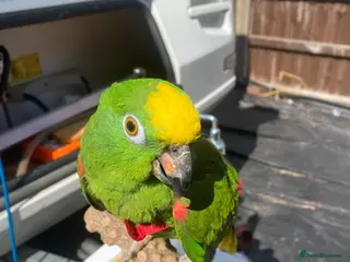 Parrots birds Amazon parrot - Advert 1