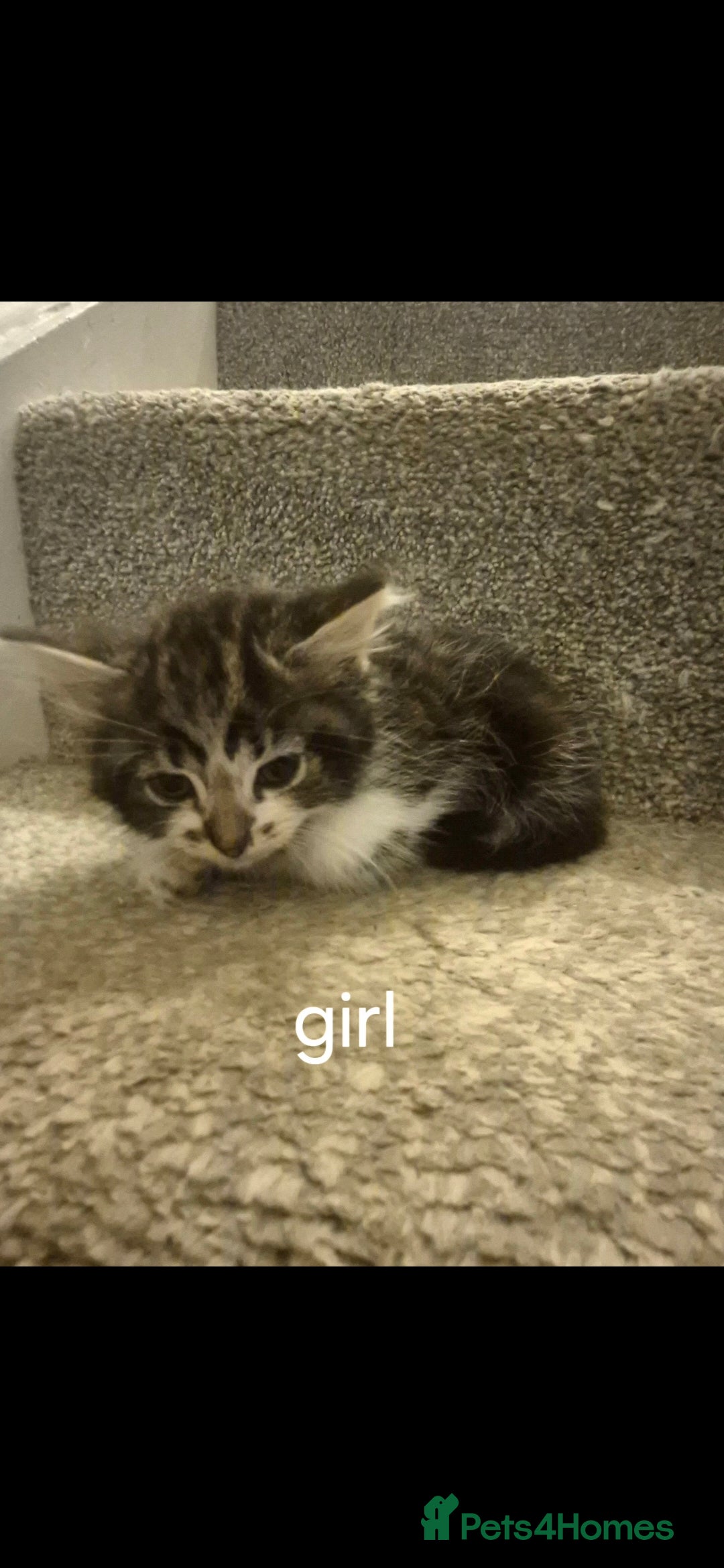 Persian cats for sale: 2 adorable Persian crosses READY NOW  - Advert 3