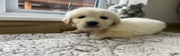 Golden Retriever dogs for sale: Our beautiful golden retriever pups - Advert 26