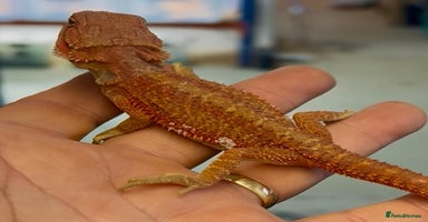 Bearded Dragon reptiles - Advert 15