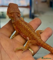 Bearded Dragon reptiles - Advert 3