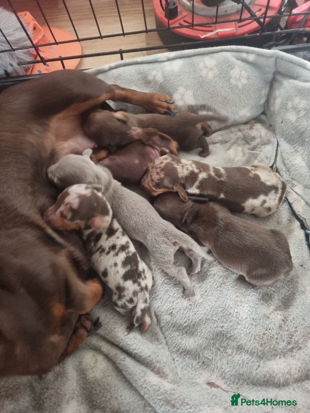 Dachshund dogs for stud: Isabella & tan dapple miniature dachshund  in Wolverhampton - Advert 6